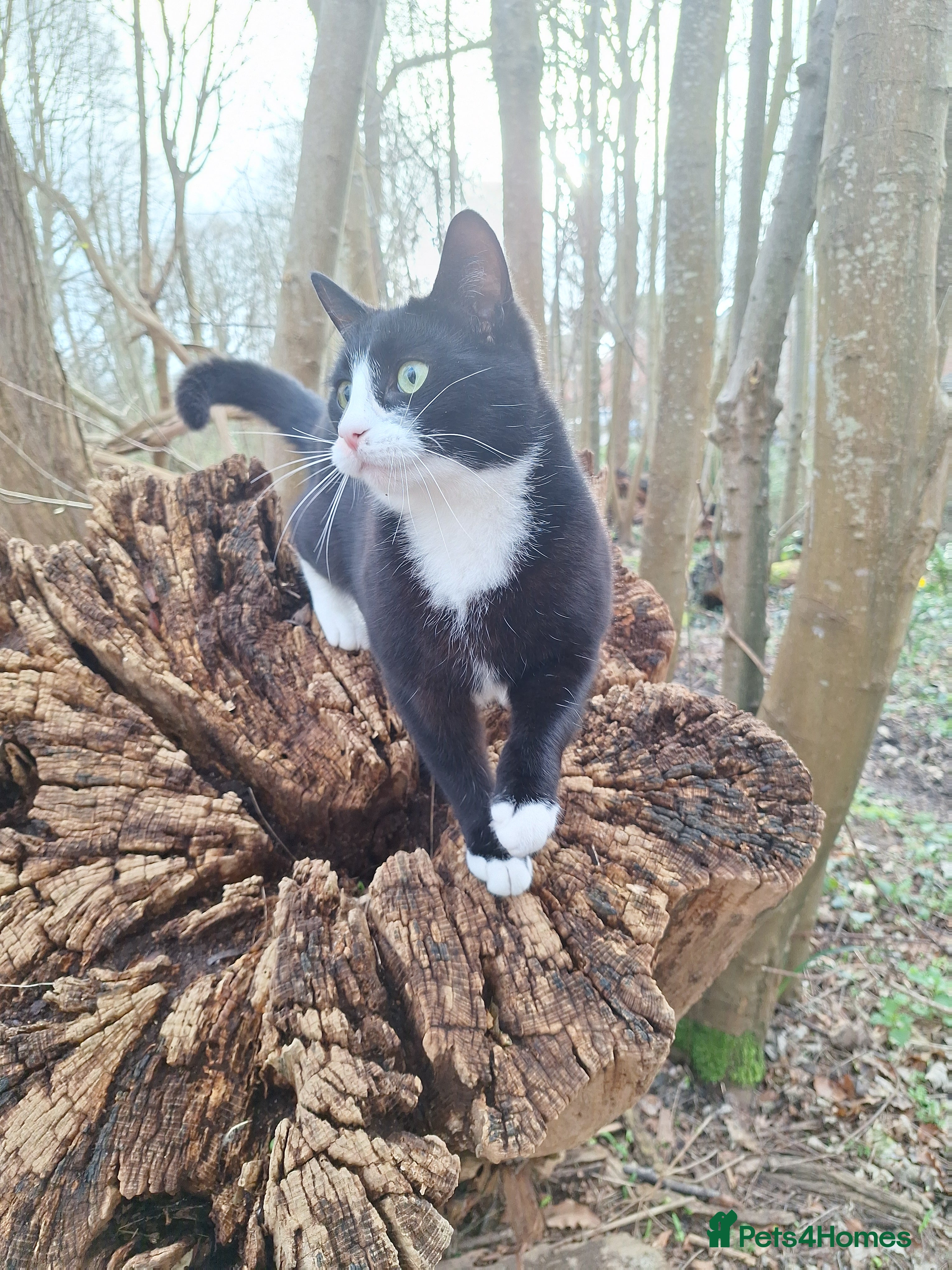 Mixed Breed cats Black and White Male - Advert 1