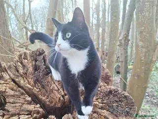 Mixed Breed cats Black and White Male - Advert 1