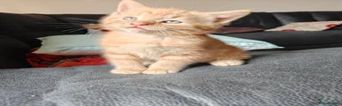 British Longhair 2