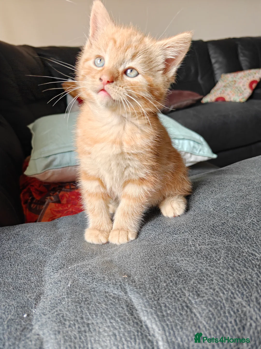 British Longhair cats for sale: Baby kittens for sale in Sheffield - Advert 2