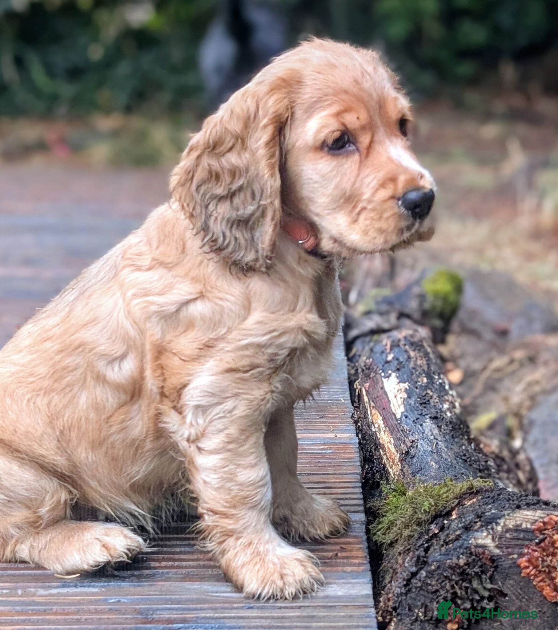 Cocker Spaniel dogs Ready: Show Cocker Spaniel- Golden/sable girl left - Advert 8