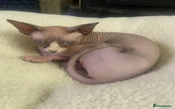Sphynx cats for sale:  Sphynx kittens are looking for a loving  home. - Image 14