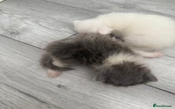 Persian cats for sale: Cute pure pedigree Persian cat in London - Image 4