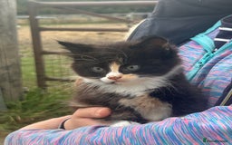 Mixed Breed cats for sale: Beautiful kittens long and short haired  - Image 6