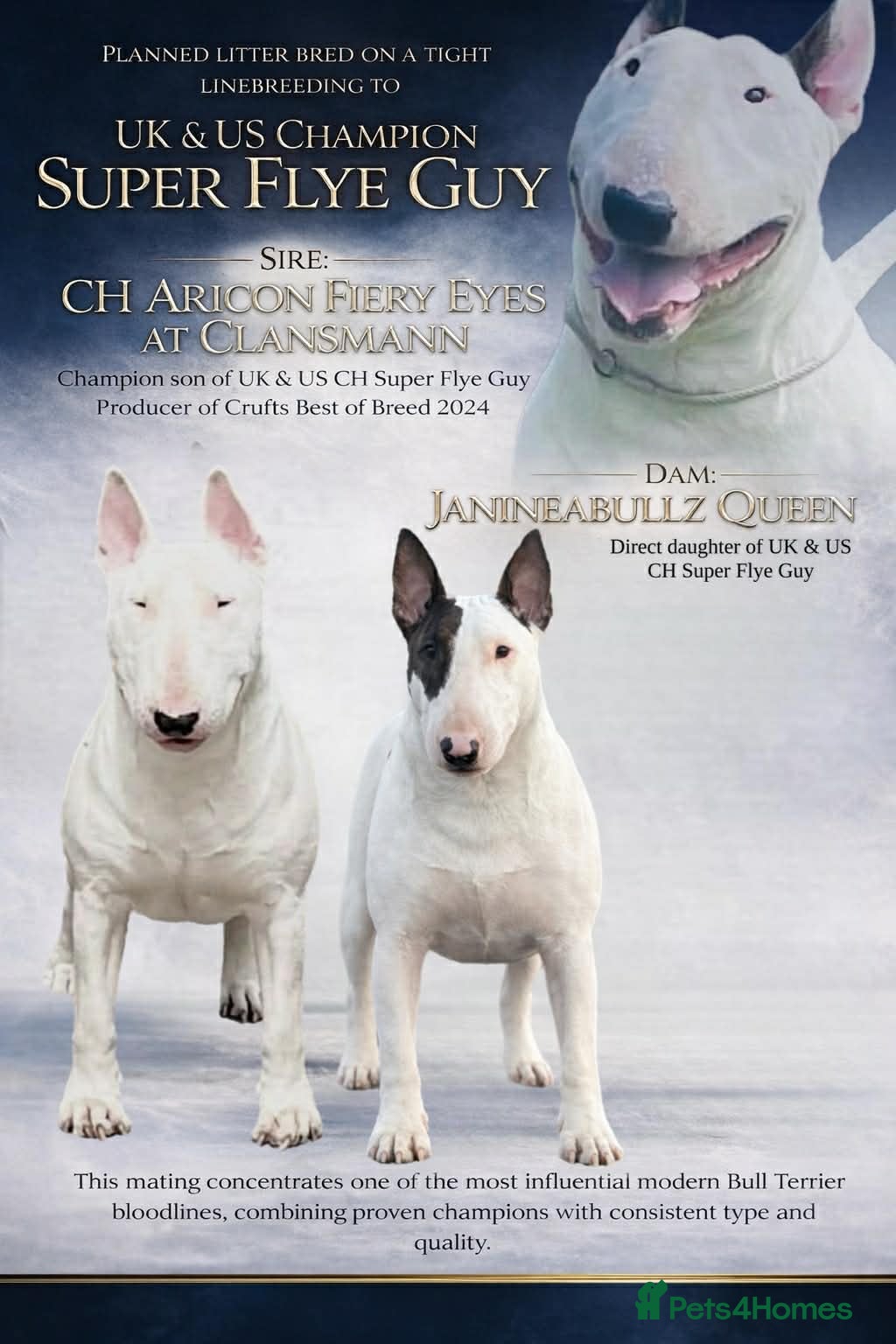 English Bull Terrier dogs Champion Bloodlines English Bull Terriers. - Advert 7
