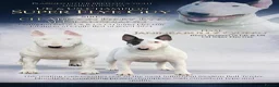 English Bull Terrier dogs for sale: Champion Bloodlines English Bull Terriers. in Redcar - Advert 1