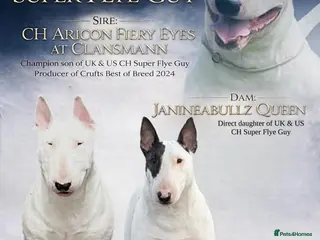 English Bull Terrier dogs Champion Bloodlines English Bull Terriers. - Advert 7