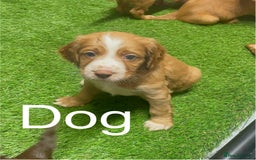 Cocker Spaniel dogs for sale: Make Working cocker spaniel puppies  - Image 7