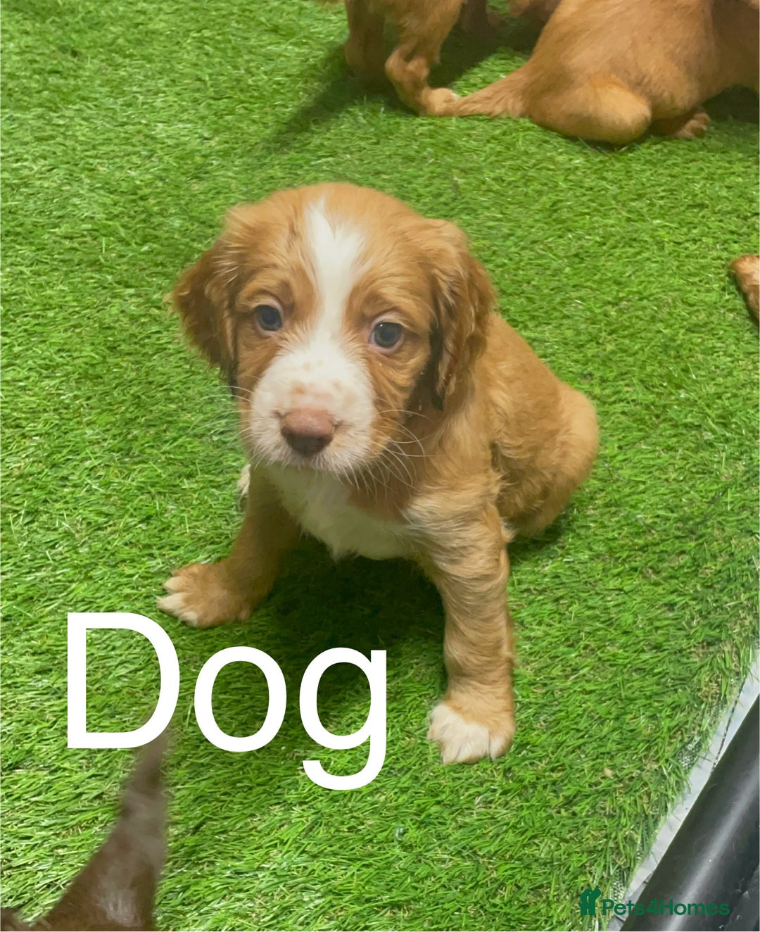 Cocker Spaniel dogs for sale: Make Working cocker spaniel puppies  - Image 7