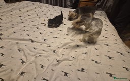 Yorkshire Terrier dogs for sale: ✨🐾last girl Mini Yorkshire Terrier Puppies –  🐾✨ - Image 6