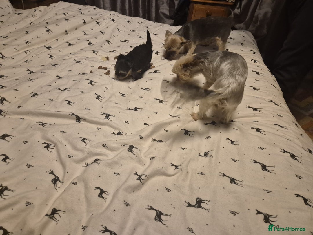 Yorkshire Terrier dogs for sale: ✨🐾last girl Mini Yorkshire Terrier Puppies –  🐾✨ - Image 6