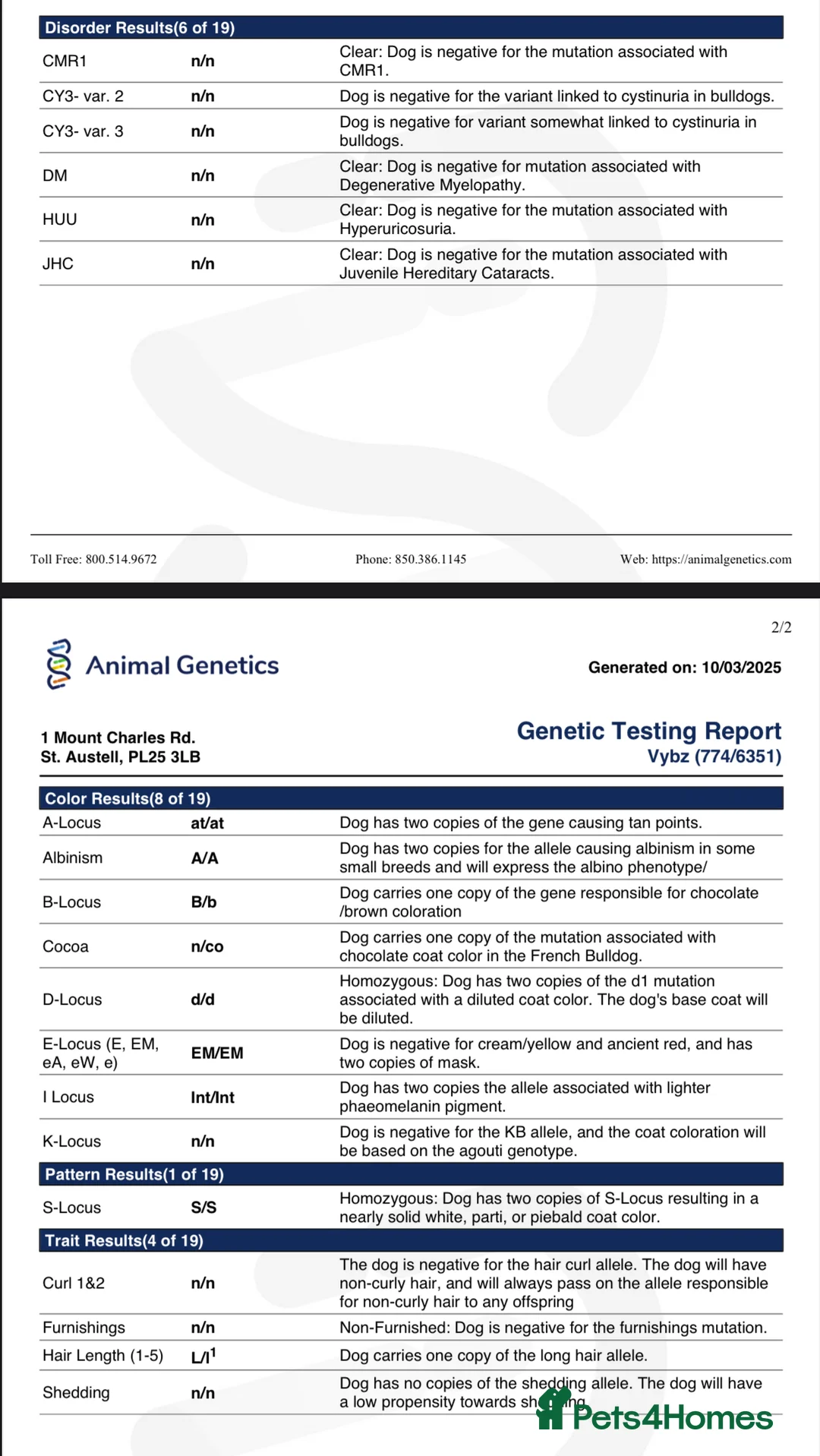 French Bulldog dogs for sale: Caramel Pink piebald French bulldog  - Advert 5