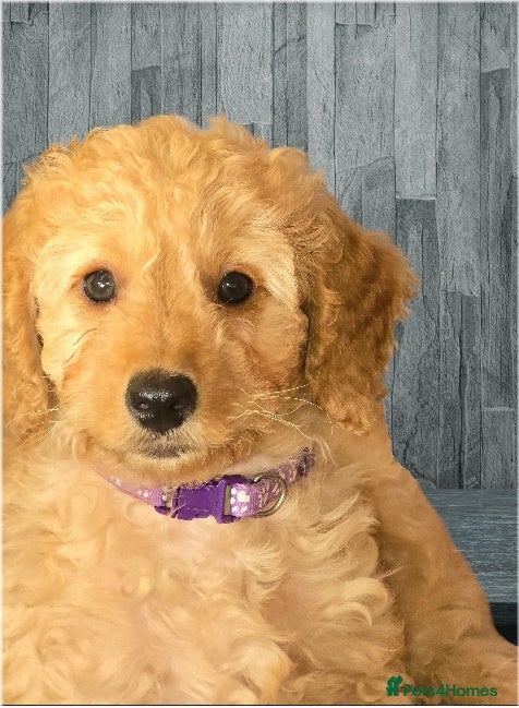 Cockapoo dogs Beautiful DNA Health tested Cockapoos - Advert 15