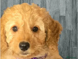 Cockapoo dogs Beautiful DNA Health tested Cockapoos - Advert 15