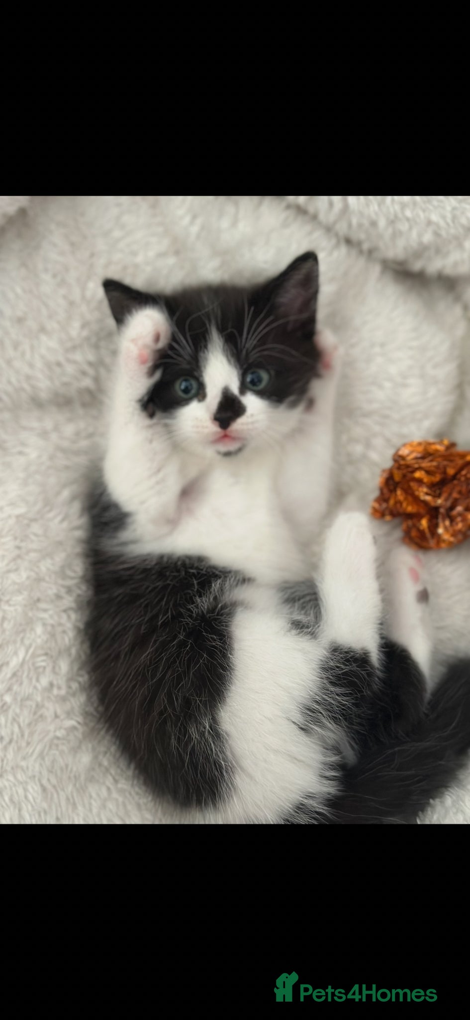 Mixed Breed cats 4 beautiful baby kittens ready to go - Advert 9