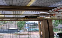 Finches birds for sale: Benghal and Helans finches for sale in E12 - Advert 16