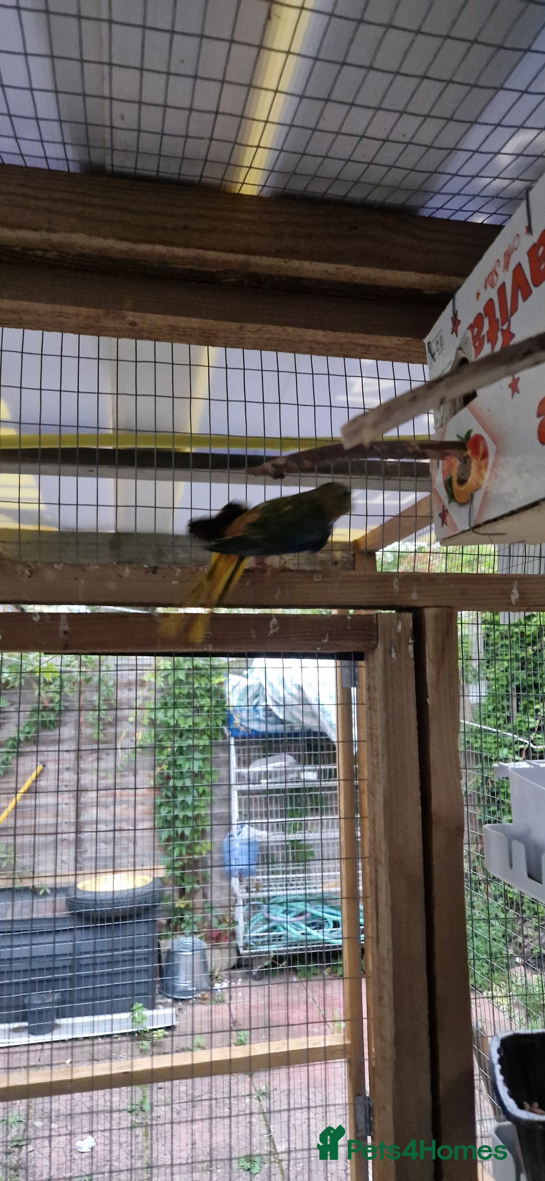 Finches birds for sale: Benghal and Helans finches for sale in E12 - Advert 16