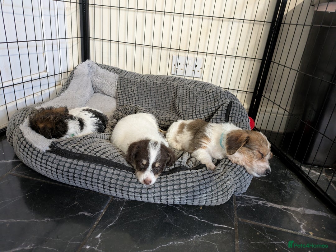 Mixed Breed dogs for sale: Pretty long soft coated Terrier Bitch - Advert 3