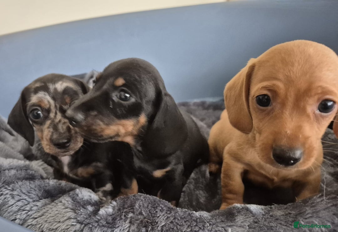 Dachshund dogs for sale: BEAUTIFUL TRUE MINI DACSHUNDS READY 22ND - Image 23