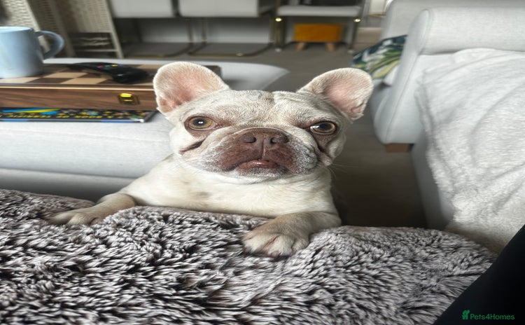 French Bulldog dogs - Advert 2