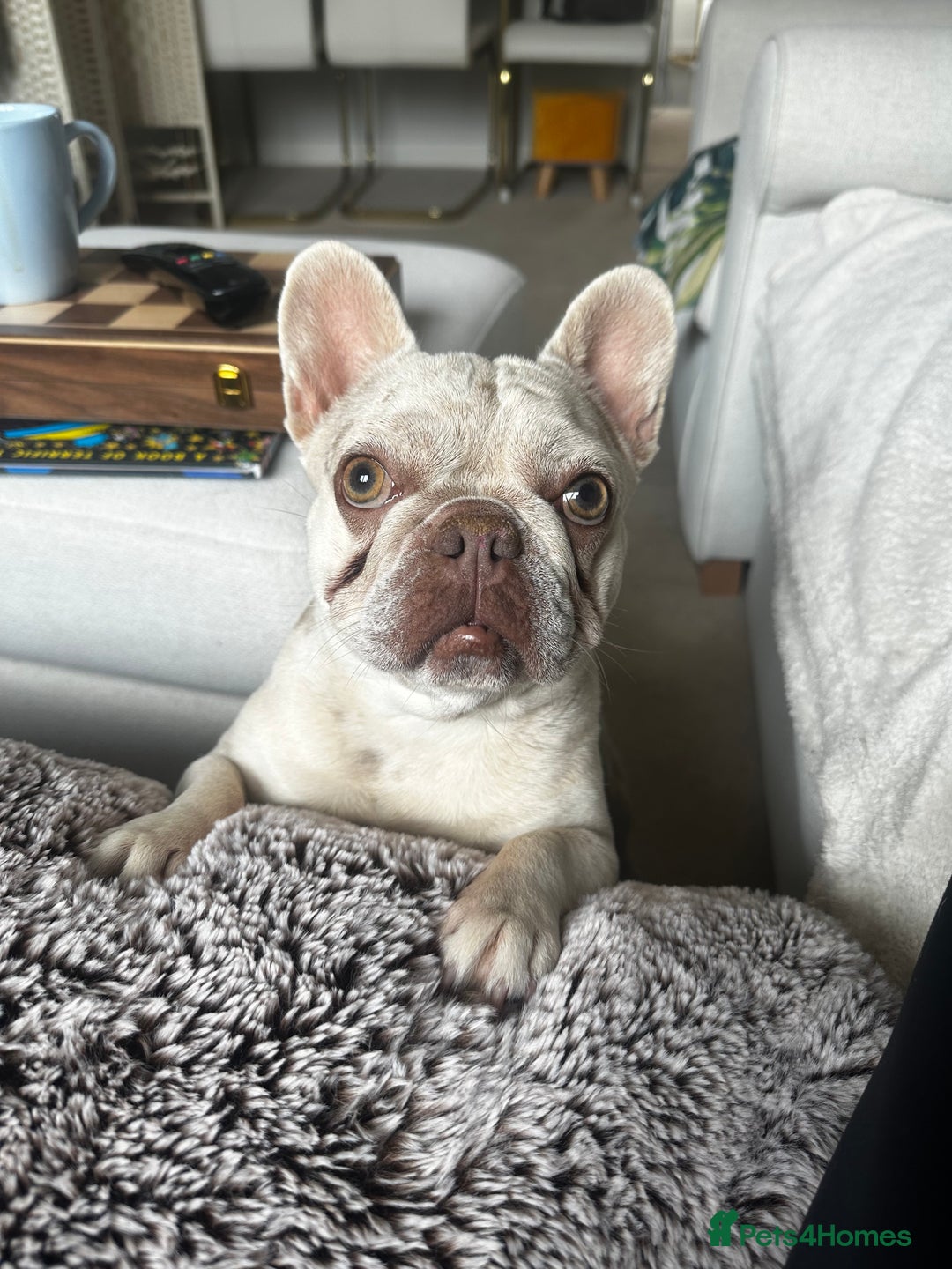 French Bulldog dogs for sale: Miniature Frenchbulldog in need of a good home - Image 1