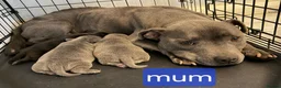 Staffordshire Bull Terrier dogs for sale: Blue starrordshirebull terrior - Advert 10