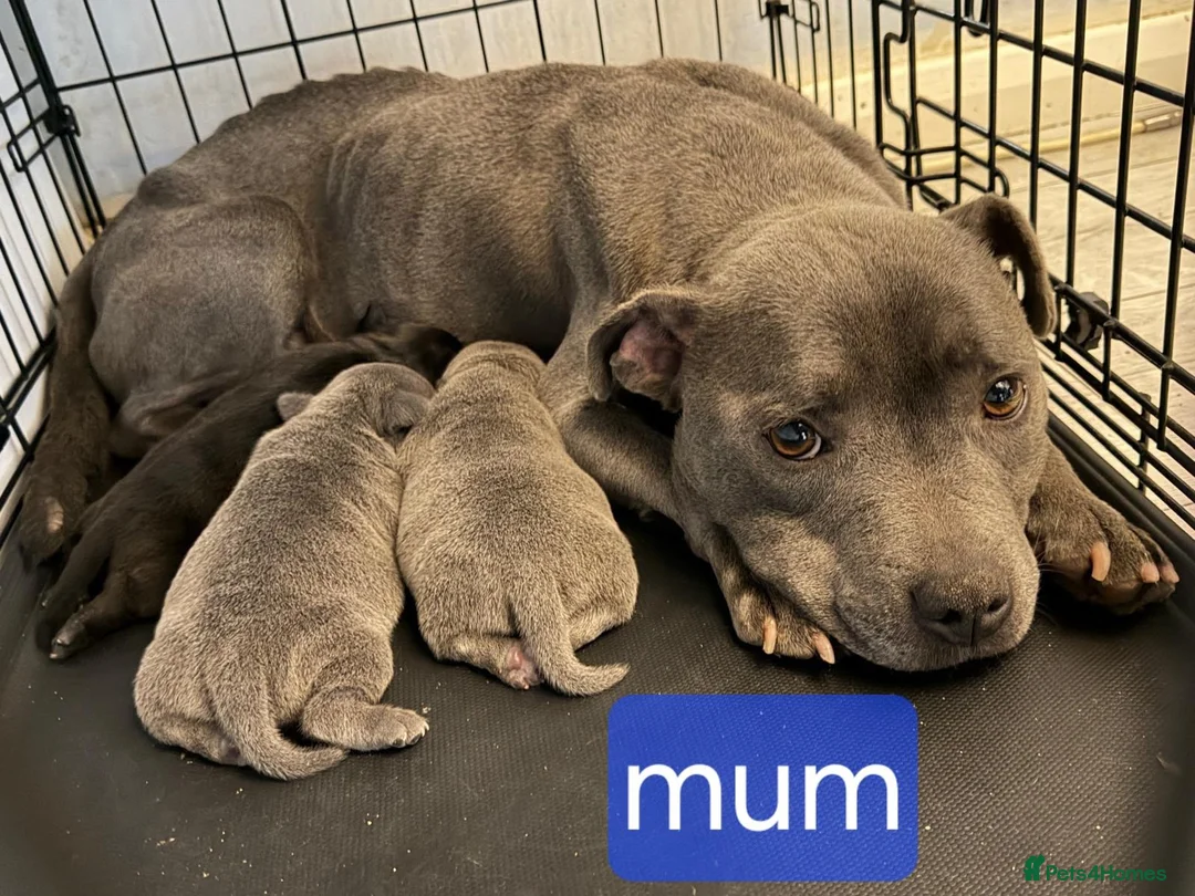 Staffordshire Bull Terrier dogs for sale: Blue starrordshirebull terrior - Advert 10