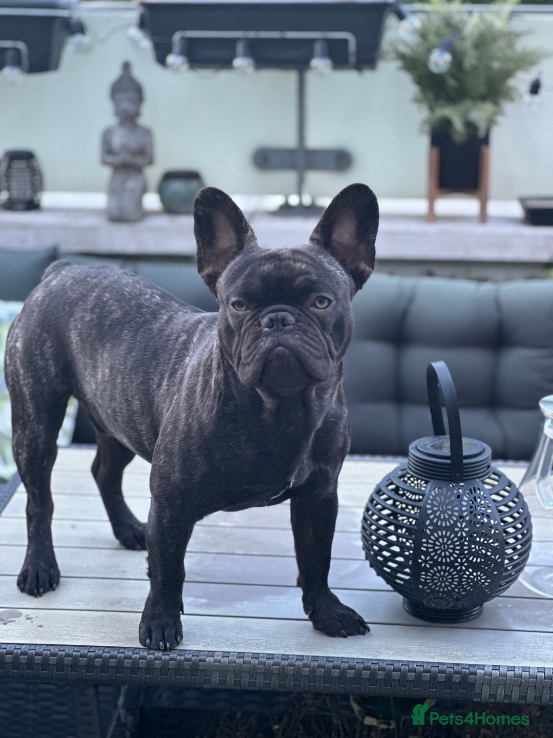 French Bulldog dogs for stud: Beautiful French bulldog stud  - Advert 2
