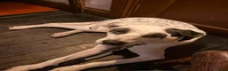Mixed Breed dogs for adoption: Flipper for adoption in London - Advert 11