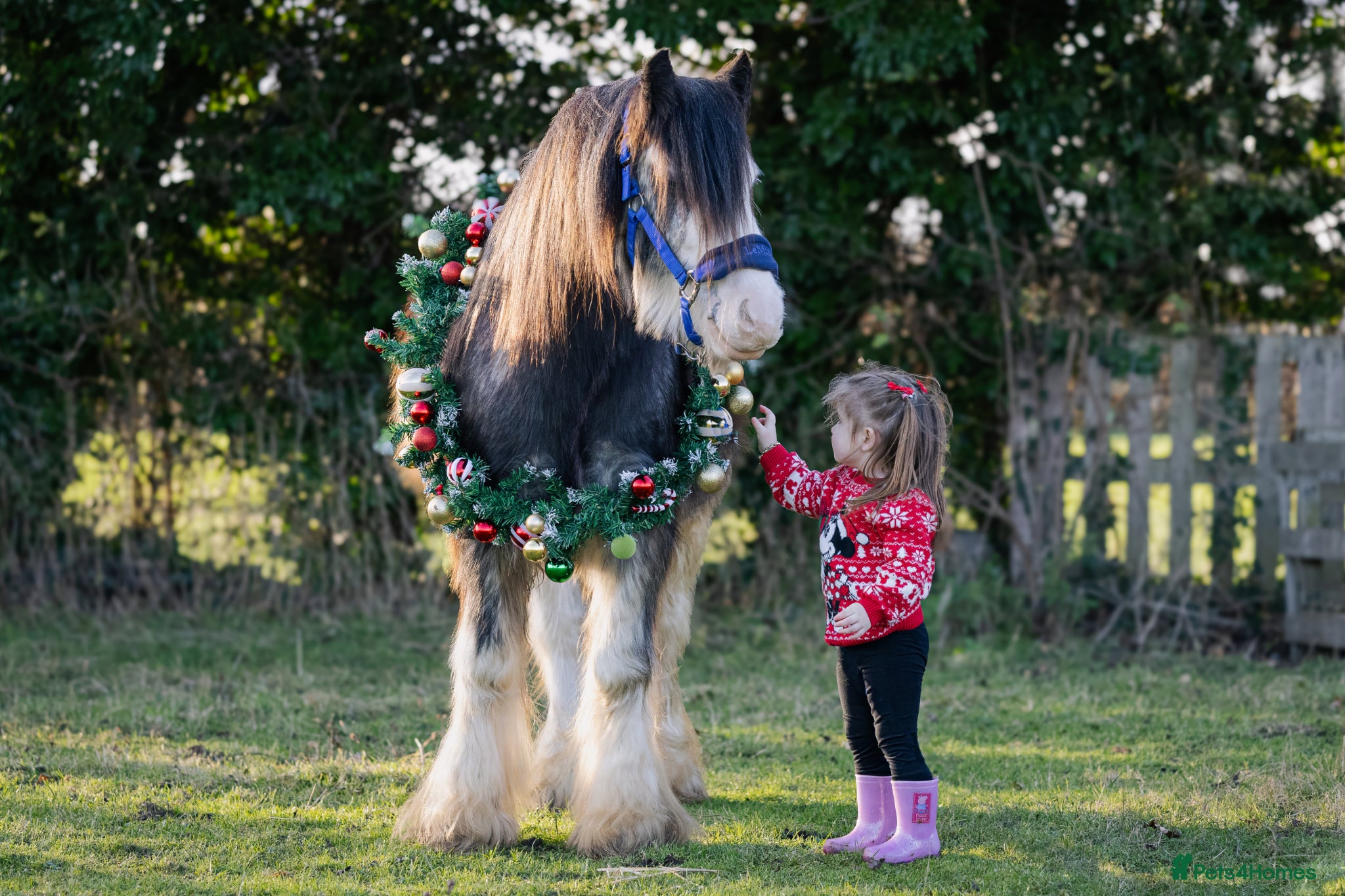 Irish Cob horses for sale: Norman  - Advert 20