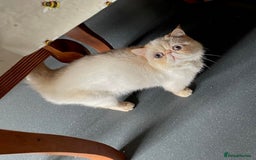 Exotic cats for sale: Outstanding exotic kittens  - Image 19