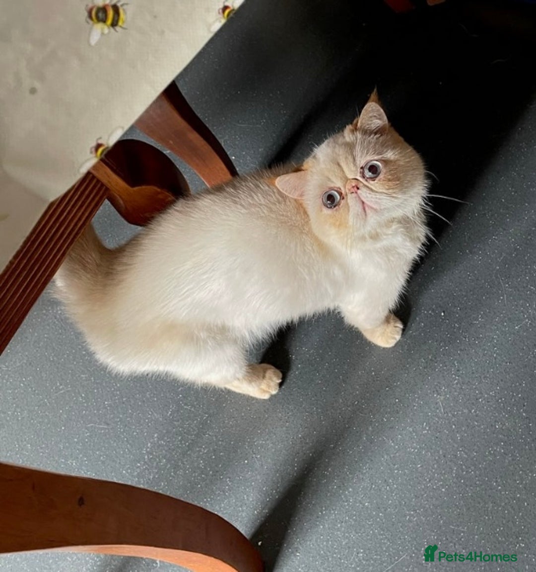 Exotic cats for sale: Outstanding exotic kittens  - Image 19