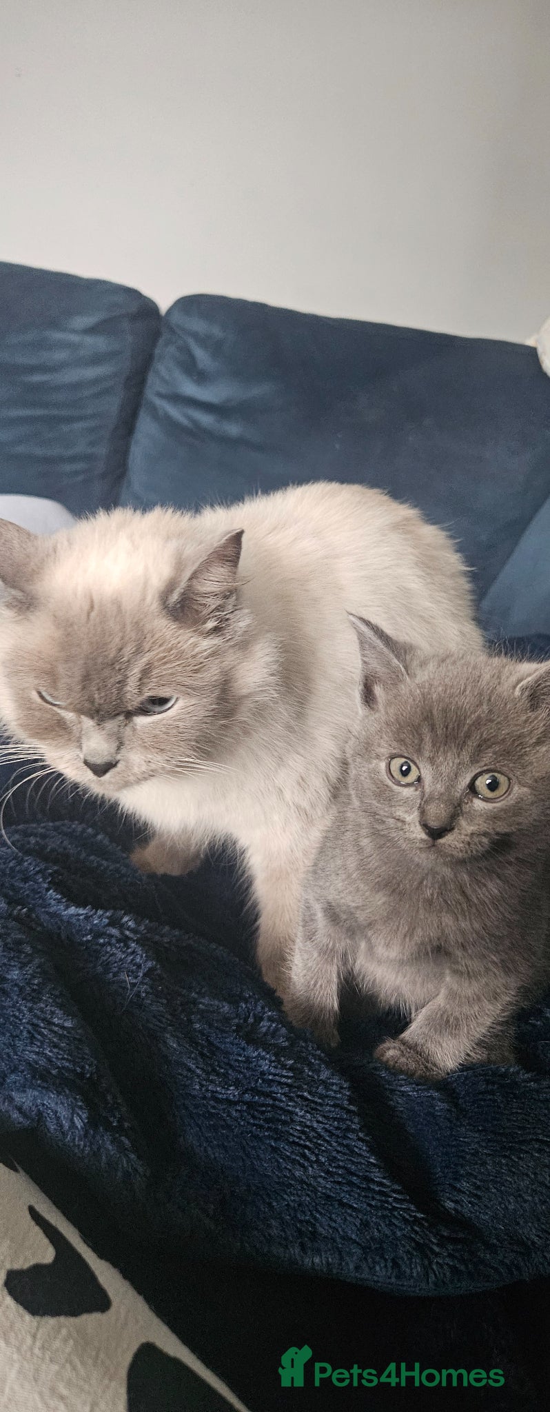 Ragdoll cats Ragdoll x kittens  - Advert 1