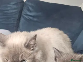 Ragdoll cats Ragdoll x kittens - Advert 1