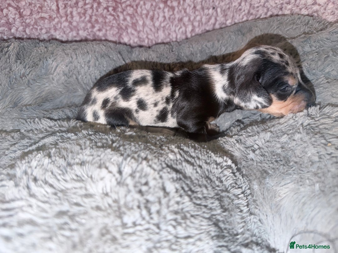 Miniature Dachshund dogs for sale: Stunning kc reg miniature dachshund puppies - Advert 23