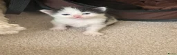 Mixed Breed cats for sale: 7 adorable kittens for sale  in Ashford - Advert 5