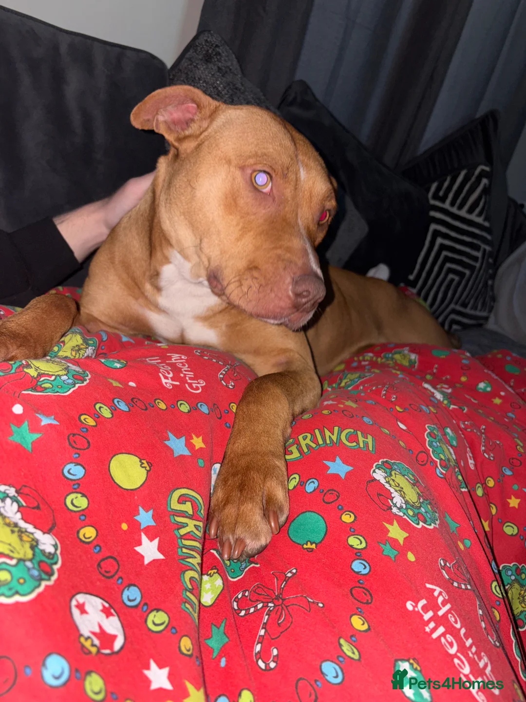 Mixed Breed dogs for sale: Luna  - Advert 2