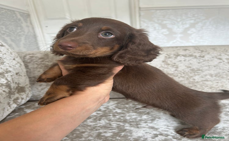 Dachshund dogs - Advert 6