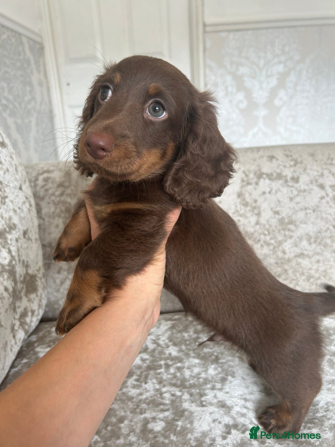 Dachshund dogs for sale: Dachshund puppies  - Image 1