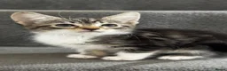 Mixed Breed cats for sale: Furry Kittens ready for their forever home! - Advert 2