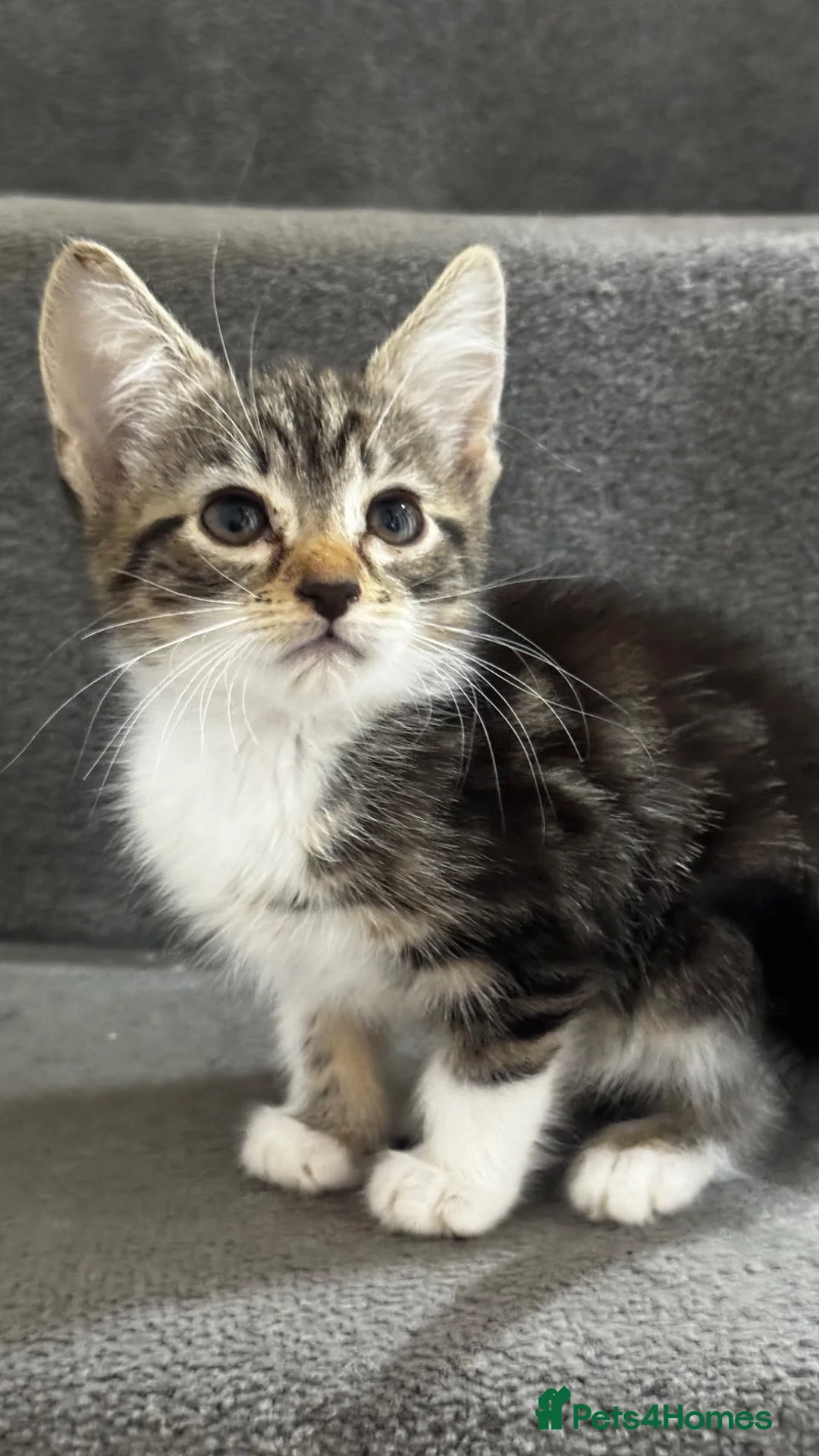 Mixed Breed cats for sale: Furry Kittens ready for their forever home! - Advert 2
