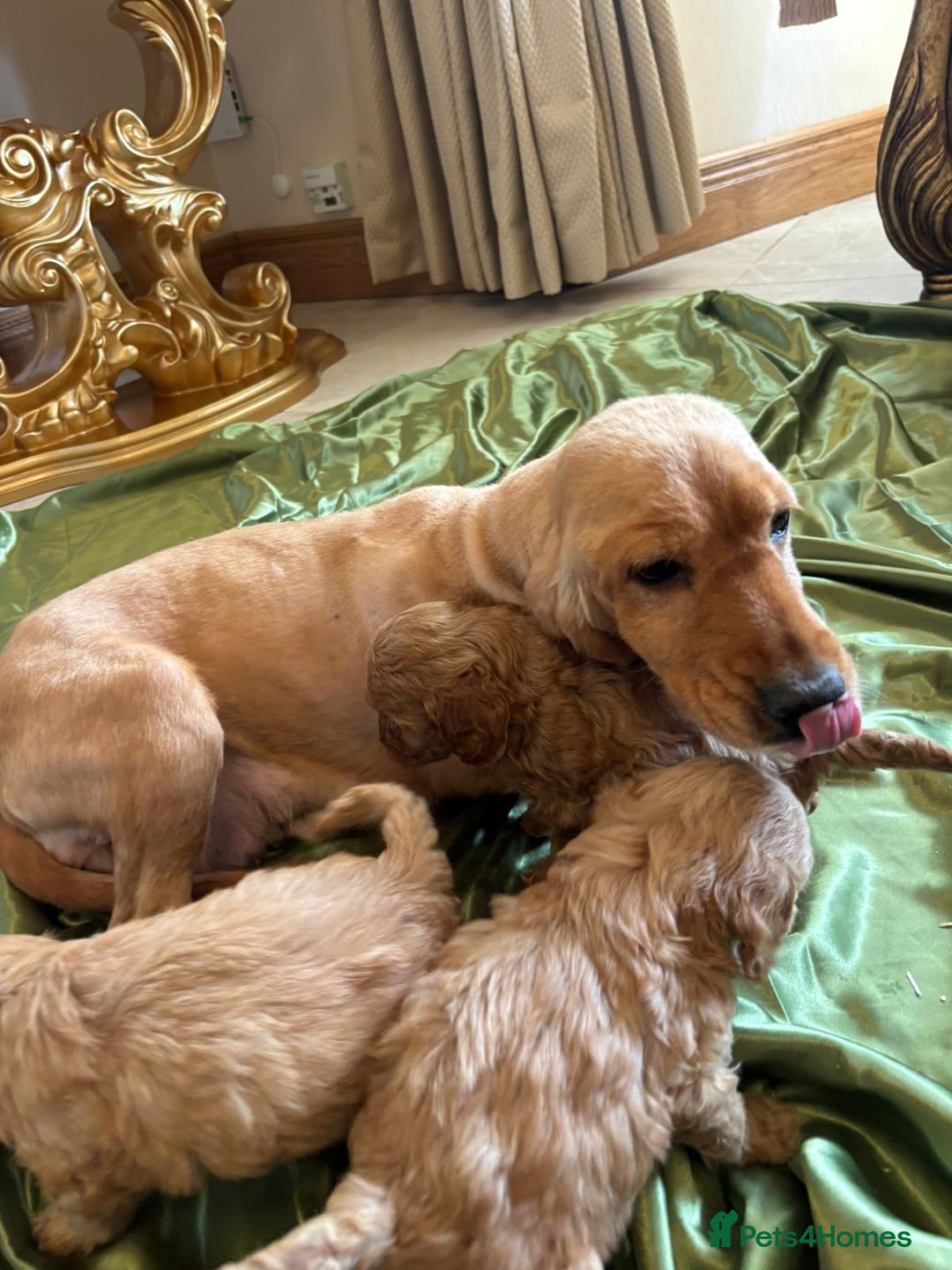 Cockapoo dogs for sale: F1 DNA Health Tested Cockapoos  - Image 16