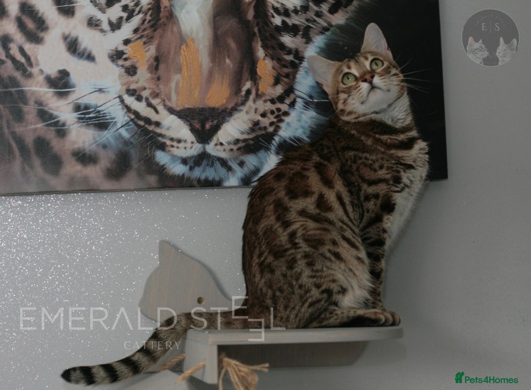 Bengal cats for sale: Pure Pedigree TICA Early Generation Bengal - Advert 14