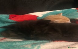 British Shorthair cats for sale: Female kittens  - Advert 2