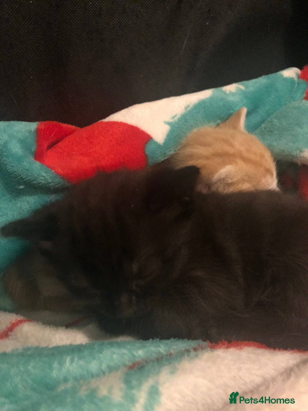 British Shorthair cats for sale: Female kittens  - Advert 2