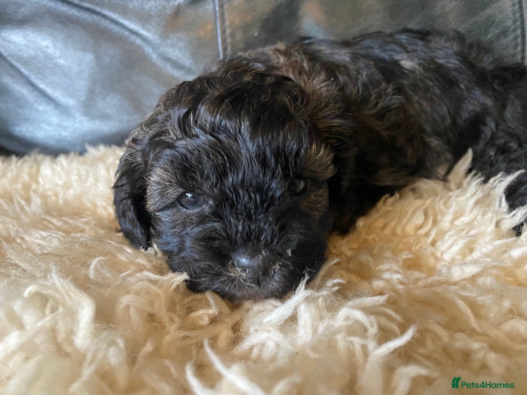 Shihpoo dogs for sale: Adorable F1 ShihPoo puppies in Faversham - Image 15
