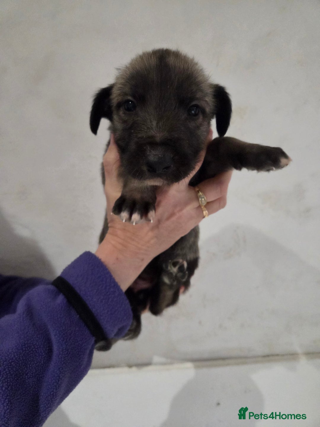Irish Wolfhound dogs for sale: Irish wolfhound puppies for sale - Advert 4