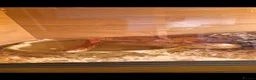 Corn Snake reptiles for sale: 2 female egg laying corn snakes  in Maidstone - Advert 3