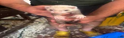Ferret rodents for sale: Ferret kits  in Weston-super-Mare - Advert 4