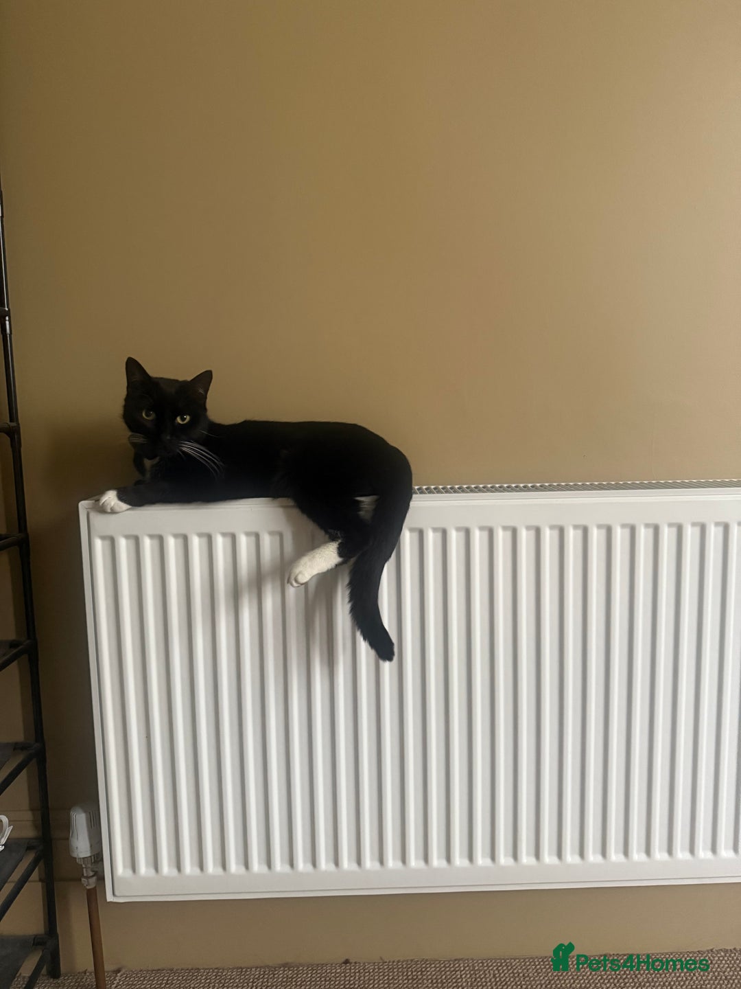 British Shorthair cats for sale: beautiful tuxedo cat - male  - Advert 5